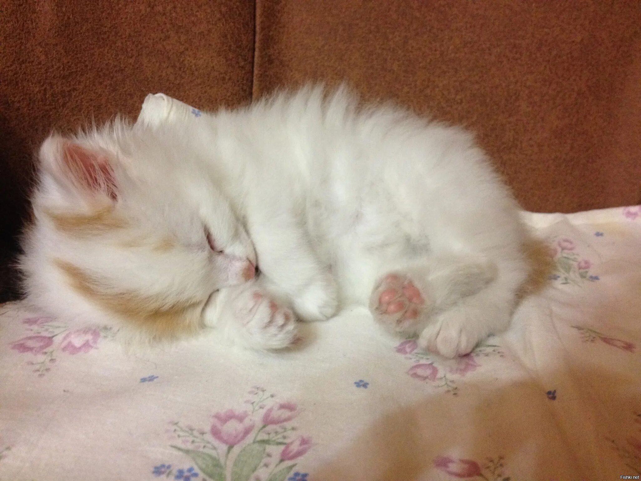 Котенок в постели. Милые котята. Спящие котята. Спящий белый котенок. Котенок в кроватке.