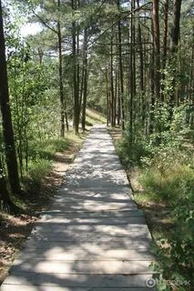 Лесной куршская коса отзывы