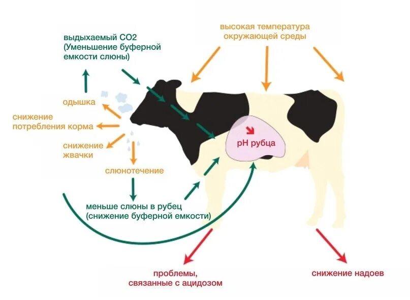 Тепловой стресс у коров. Профилактика кетоза КРС. Симптомы теплового стресса у коров. Бесплодие коров