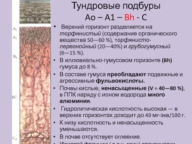 Подбуры тундровые. Профиль почвы тундры. Профиль тундрово глеевых почв. Тундрово-глеевые почвы содержание гумуса. Содержание гумуса в тундровой глеевой почве