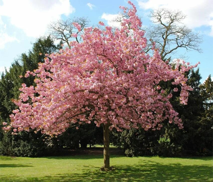 Дерево цветет розовым цветом название. Черемуха Колората. Черёмуха виргинская Shubert. Черемуха обыкновенная colorata. Черемуха виргинская Шуберт.