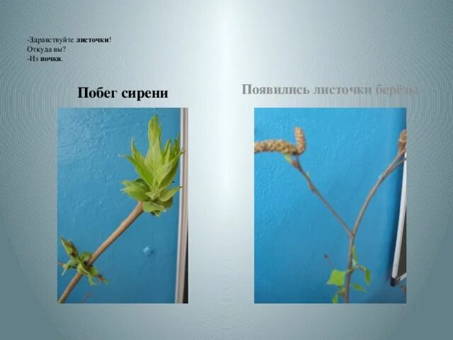 Побег образуется. Побег сирени с почками. расположение почек у сирени. откуда появляются листочки. листик из почки.