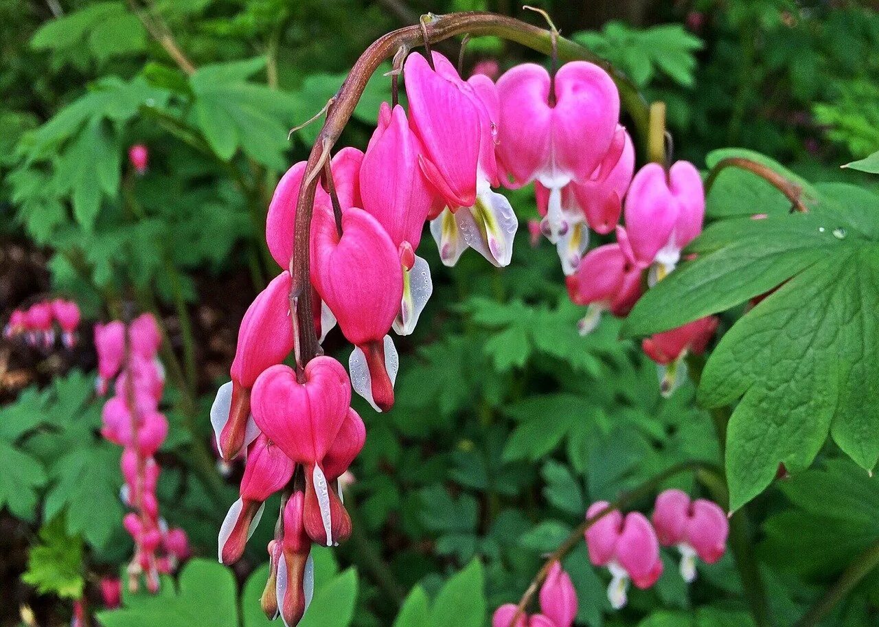 Дицентра spectabilis Pink. Дицентра канадская. Дицентра великолепная (spectabilis). Дицентра великолепная (Dicentra spectabilis).