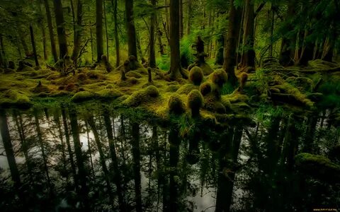 Forest 8