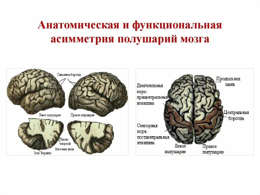 Полушария соединяет между собой. Функциональная асимметрия полушарий головного мозга. Функциональная межполушарная асимметрия головного мозга это. Функциональная асимметрия коры головного мозга. Функциональная асимметрия коры больших полушарий.
