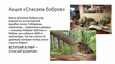 Бобр среда обитания