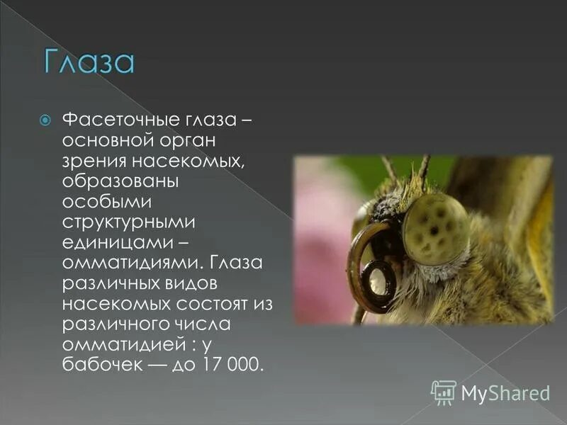 Фасеточные глаза стрекозы. Строение фасеточного глаза насекомого. Фасеточное зрение. Сложные фасеточные глаза. Фасеточные глаза мухи.