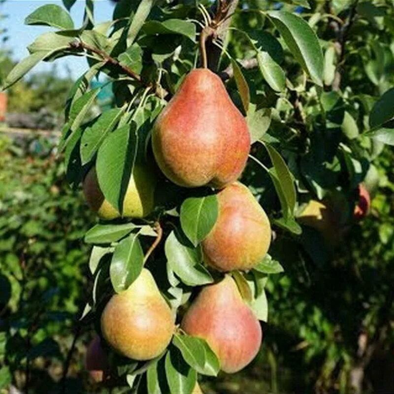 Аленушка сорт груши. Сорт груши Кудесница. Груша Лель. Груша Аленушка описание сорта. Груша дюймовочка описание