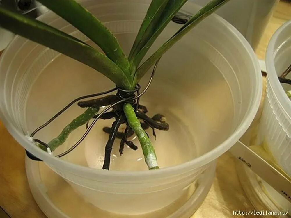 Как реанимировать растение. Орхидея фаленопсис сгнили корни.