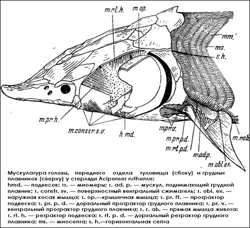 Череп костной рыбы. Внешнее строение осетровых рыб. Строение стерляди схема. Строение черепа осетра. Внутреннее строение осетра схема.