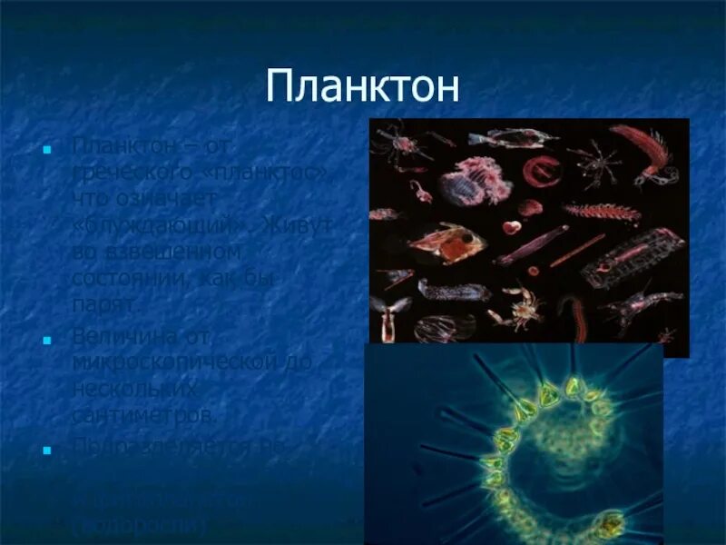 Планктон какая группа. Планктон. Планктон классификация. Представители планктона. Планктон строение.