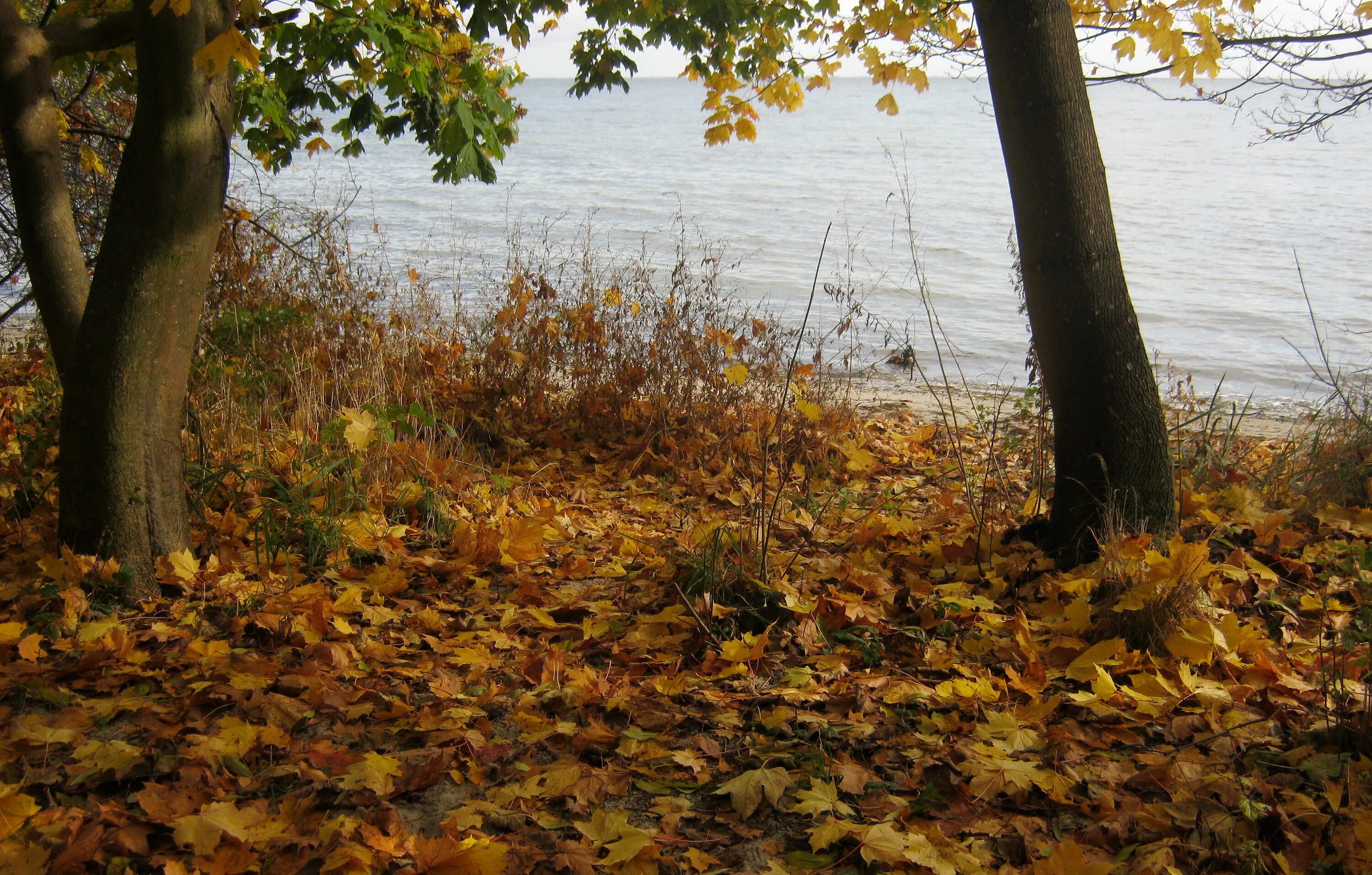 Клен у реки. Красивые осень березы у реки. Клен у реки. Осенние пейзажи клён над водой. Кленовая роща природа.