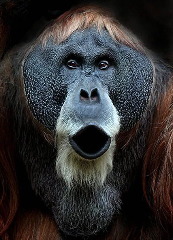 Горилла орангутан шимпанзе. Шимпанзе горилла орангутан. Человекообразные обезьяны (шимпанзе, орангутанг, горилла). Человекообразныеобезтяны. Человекообразные приматы.