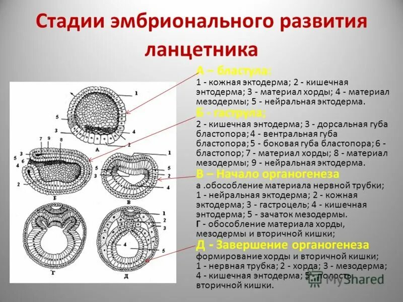 Значение эмбрионального этапа. Стадии эмбрионального развития бластула гаструла. Стадии эмбрионального развития ланцетника. Эмбриогенез бластула. Гаструляция зиготы.