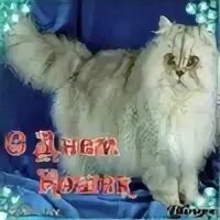 Кошечка красавица москвы. Международный день кошек. День кошек открытки. С днём кошек картинки.