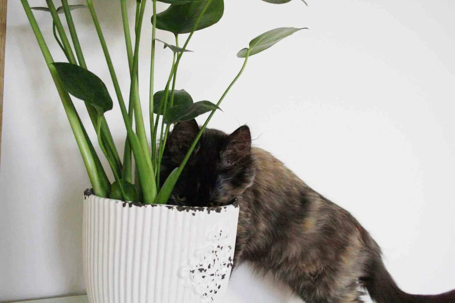Как отучить кота по утрам