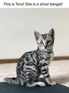 Silver cat
