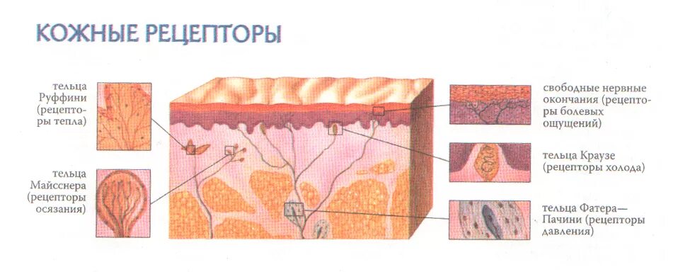 Какова функция холодовых рецепторов кожи. Холодовые рецепторы кожи располагаются. Болевые и тепловые рецепторы кожи. Кожная рецепция рецепторы. Рецепторы кожи человека схема.