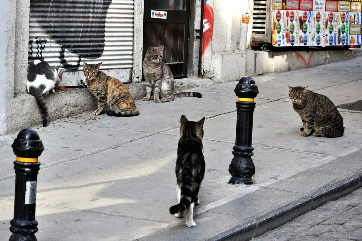 Улица друзей. Уличные кошки. Стамбул город кошек. Город кошек. Турецкие кошки уличные.