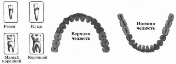 Зубы биология 9 класс. Зубы биология 9 класс. Строение зуба 9 класс биология. Информация о строении зуба. Зубы биология 9 класс.