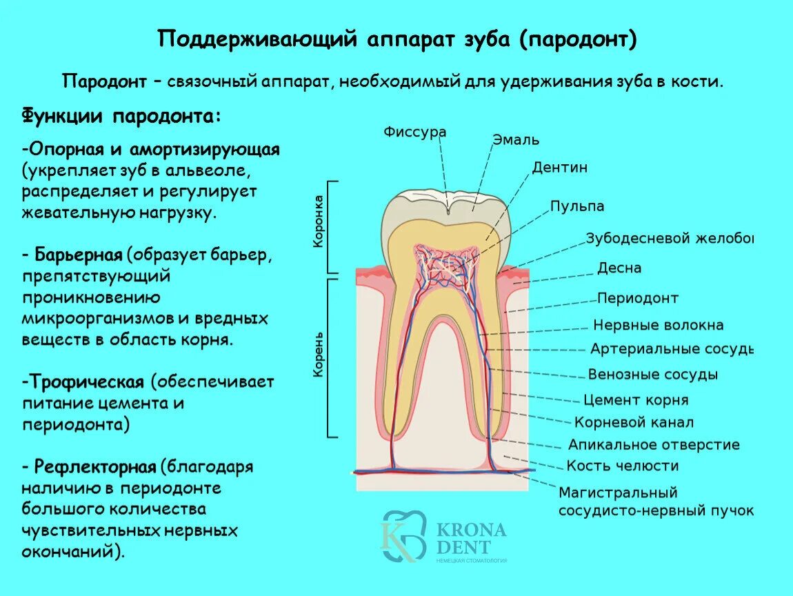 Анатомия строение зуба периодонт. Гистологическое строение периодонта. Поддерживающий аппарат зуба пародонт гистология. Строение периодонта гистология. Функции тканей зубов