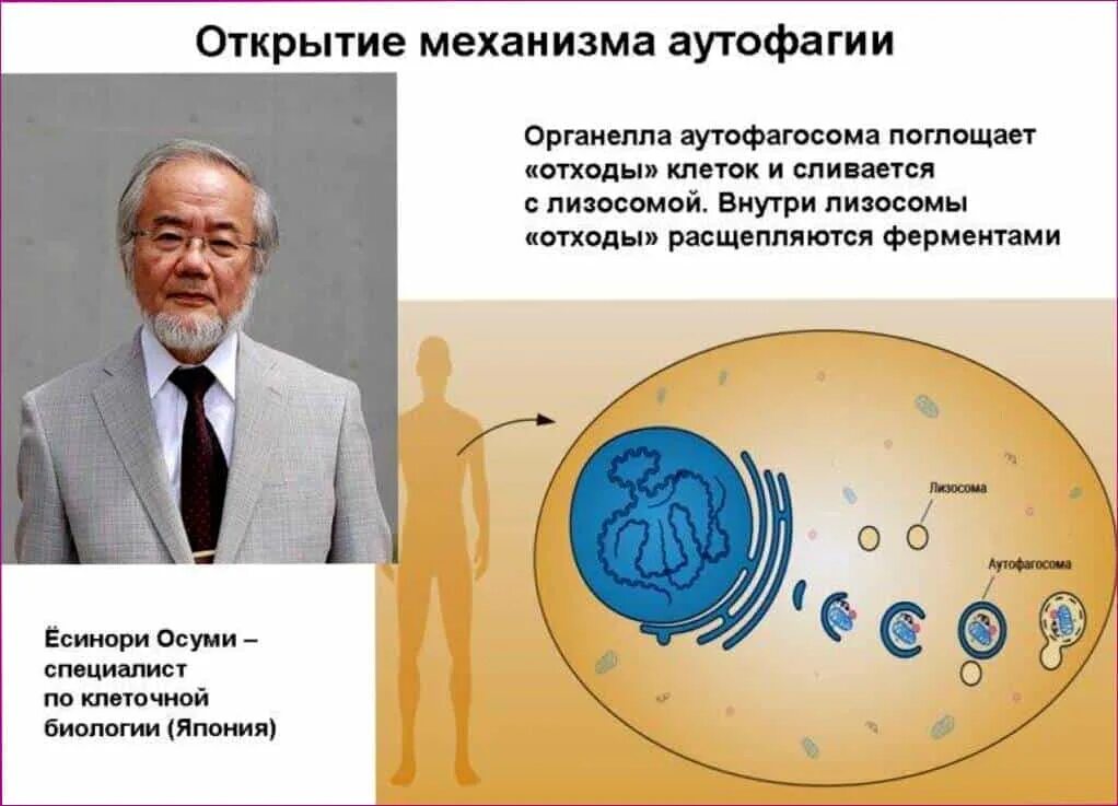 Аутофагия это простыми словами. Аутофагия. Механизм аутофагии. Открытие механизма аутофагии. Аутофагия Ёсинори Осуми.