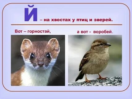 Какие животные на ю