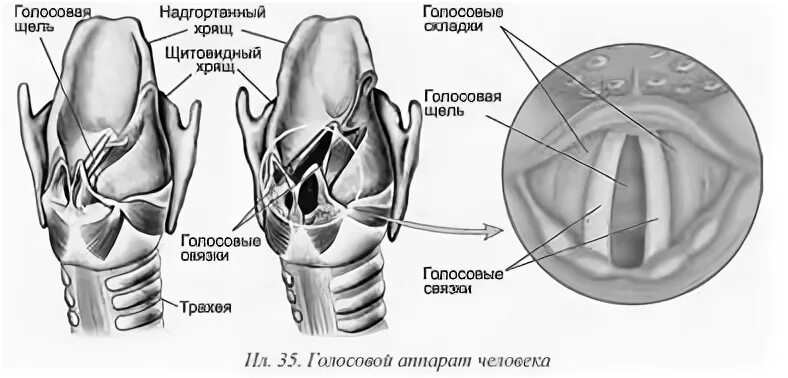 Голосовые связки раскрыты наиболее широко когда человек