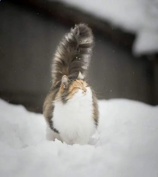 Как выглядит кошка белка Love Is Animals friends, Cat flowers, Animals
