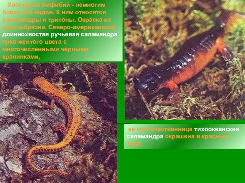 Система хвостатых земноводных. Внешнее строение хвостатых земноводных. строение хвостатых земноводных. внутреннее строение хвостатых земноводных. скелет хвостатых земноводных.