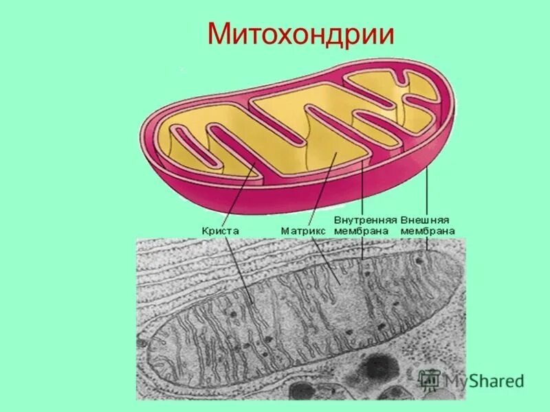 Митохондрии человека просто. Строение Крист митохондрий. Кристы и Матрикс митохондрий. Строма митохондрии. Строение митохондрии ЕГЭ.