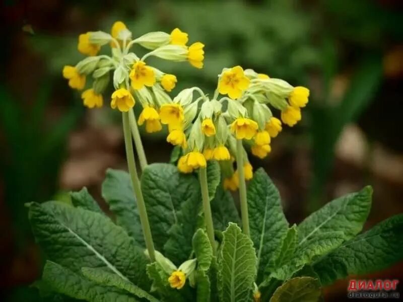 Первоцвет лечебный. Примула первоцвет весенний. Первоцвет весенний (Primula veris). Примула Флоринды (Primula florindae). Примула обыкновенная Йеллоу.