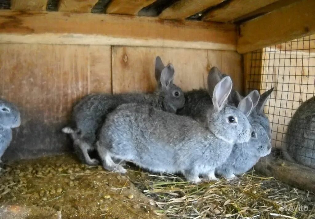Купить кроликов в алтайском. Кролик серый великан крольчата. Серый великан порода кроликов. Серый великан кролик. Калифорнийский серый великан Кроль.