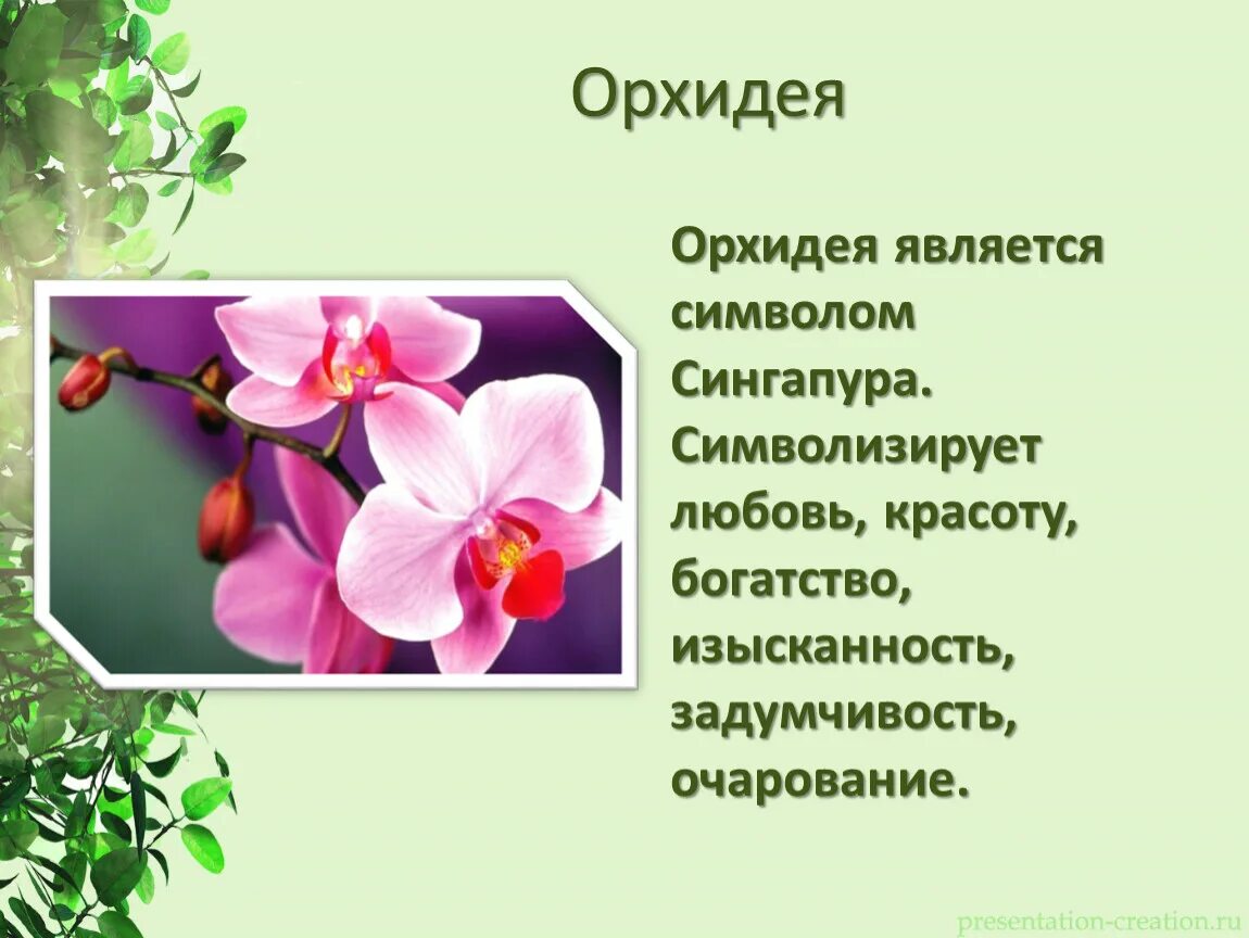 Растение символ страны. Цветы символы стран. Цветы символы различных государств. Орхидея цветок символ чего. Доклад про цветок Орхидея.