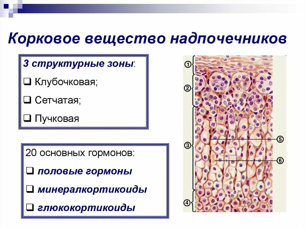 Схема строения надпочечника гистология. Клетки коркового вещества надпочечников. Клетки коркового вещества надпочечников. Мозговое вещество надпочечников гистология. Мозговое вещество надпочечников гистология препарат.