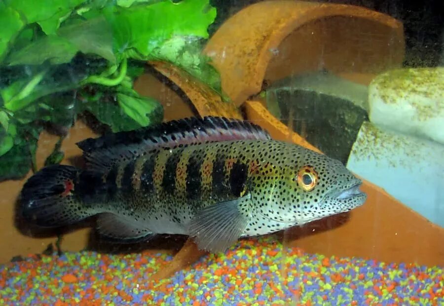 скалярия оранда. цихлиды астронотус. астронотус павлиний глаз. аквариум астронотус и пираньи. хищный аквариум.