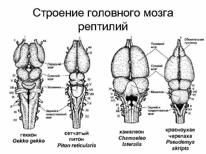 Отделы мозга ящерицы. Строение головного мозга пресмыкающегося. Строение головного мозга пресмыкающихся. Схема строения головного мозга пресмыкающихся. Головной мозг пресмыкающих строение.