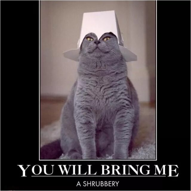 Cats nothing. Сумасшедшие мемы коты. Cats nothing. Cats nothing. Мем lolcats.