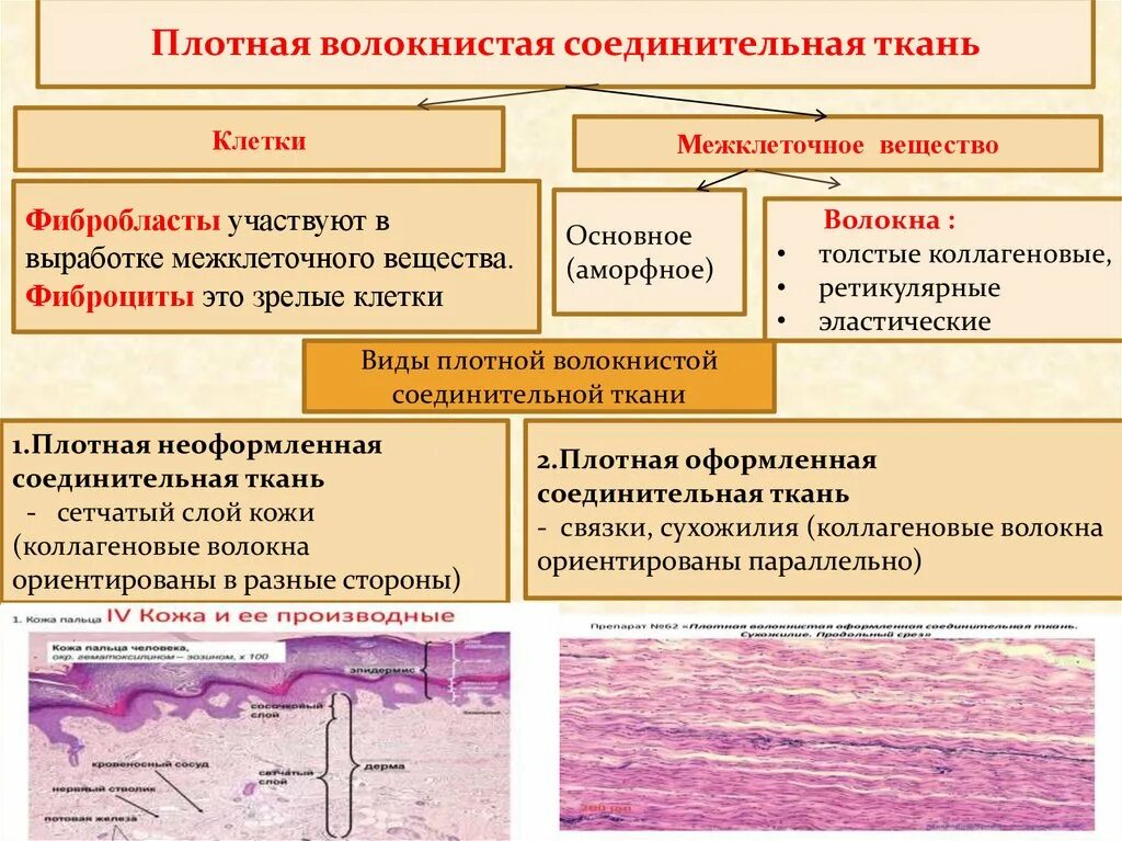 Межклеточное вещество находится. Клетки волокнистой соединительной ткани. Плотная соединительная ткань функции межклеточное вещество. Разновидности волокнистой соединительной ткани. Плотная волокнистая соединительная ткань функции.