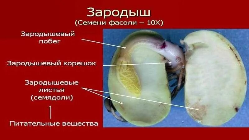 Состав семени фасоли в сформированном зародыше. Зародышевая почечка семени фасоли. Строение зародыша фасоли. Строение семени фасоли зародышевый корешок. Строение зародыша семени фасоли.