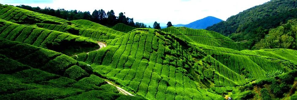 Какая высота великой китайской равнины. Шри Ланка чайные плантации. Китайская равнина. Великая китайская равнина фото. Северо китайская равнина.