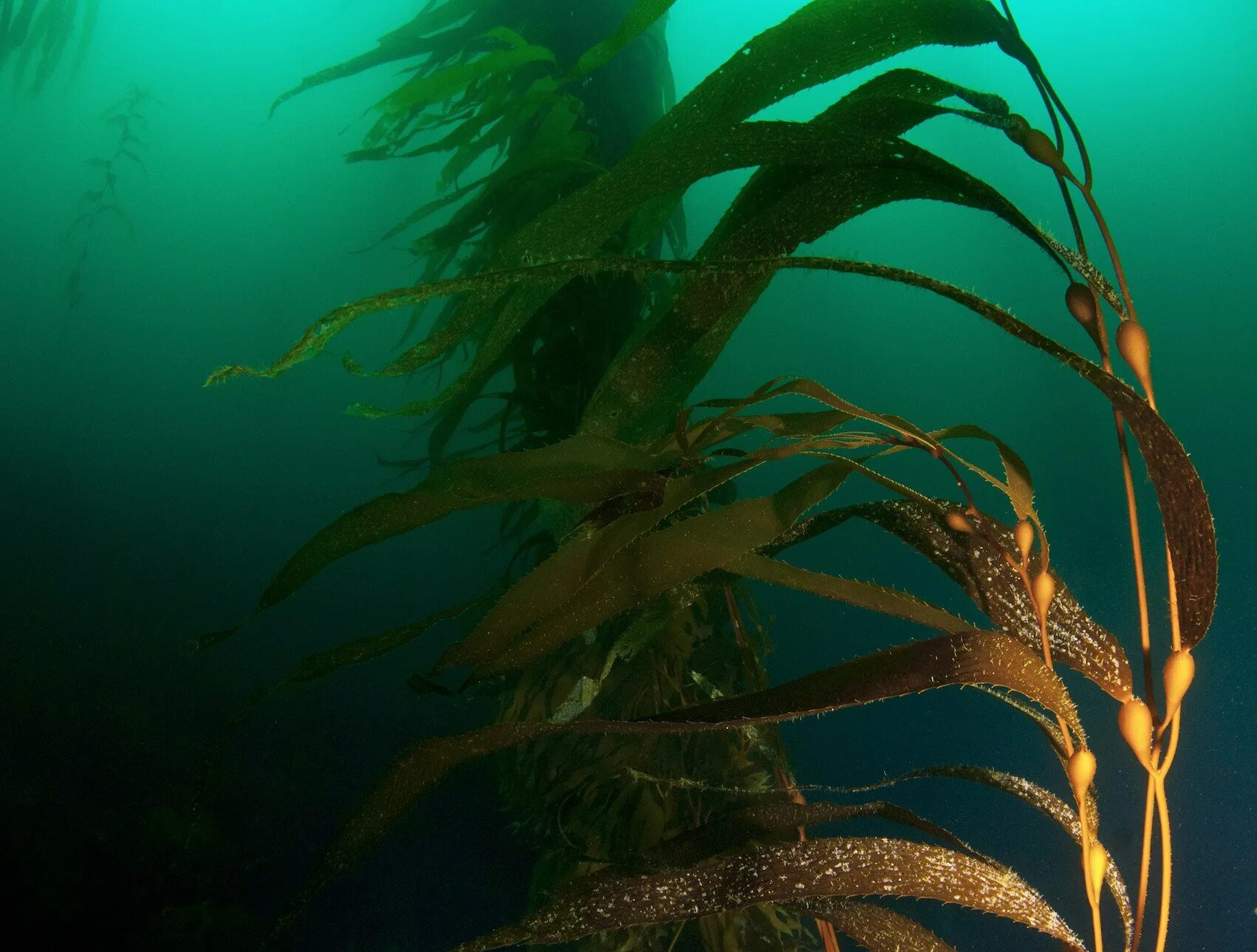 Бурые водоросли глубоководные. Макроцистис водоросли. Macrocystis pyrifera. Ламинария макроцистис. Бурые водоросли макроцистис.