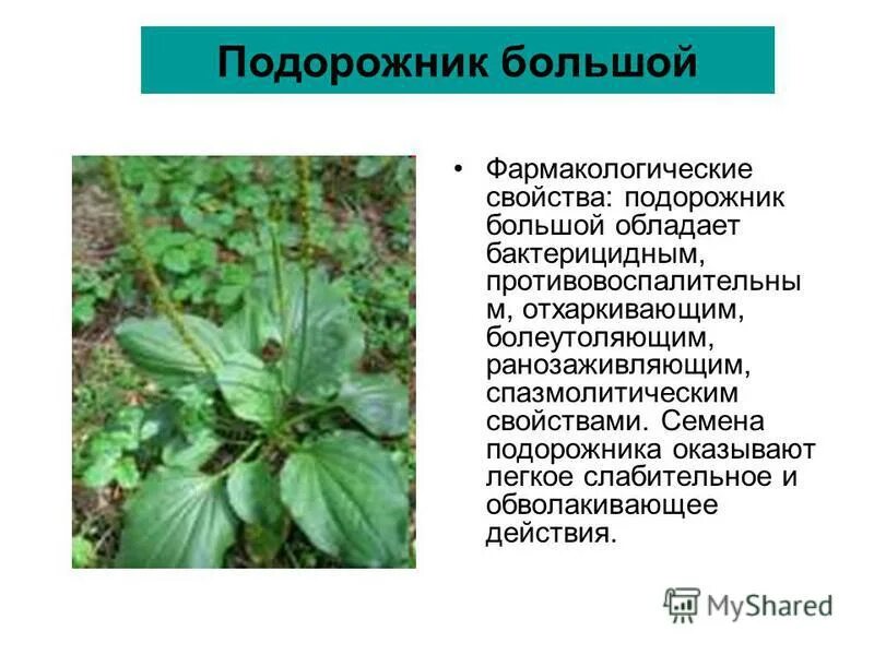 биологическое значение подорожника
