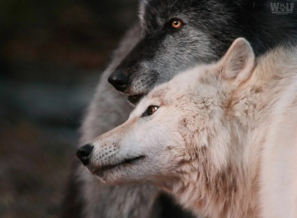 Волк и волчица. Два волка черный и белый. Два волка песня. Волк и луна. Волки.