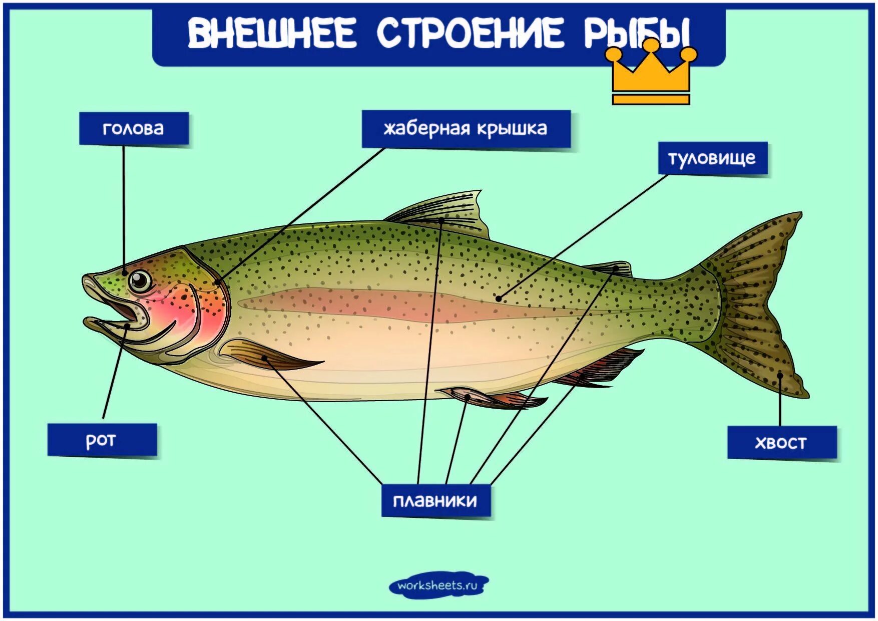 Строение рыбы. Строение рыбы схема для детей. Наружное строение рыбы. Строение рыбы для дошколят.