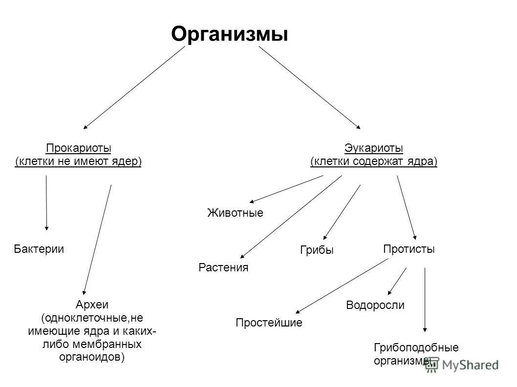 Дайте обозначение прокариоты и эукариоты