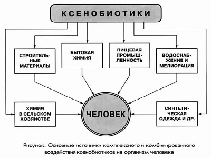 Ксенобиотики в организме. Основные источники воздействия ксенобиотиков на организм человека. Ксенобиотики схема. Общая схема превращения ксенобиотиков. Ксенобиотики примеры.