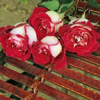 Real rose