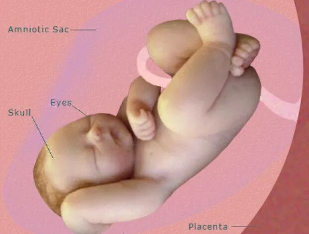 Плод на 40 неделе беременности. Сороковая неделя беременности. Малыш на 40 неделе беременности. Позы малыша на 40 неделе беременности. 40 неделя подтекает