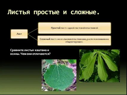 Осина простая или сложная